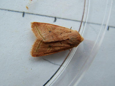 Yellow-line Quaker